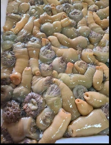 三门小海鲜沙蒜东海海捕鲜活海葵海卵子海肠子