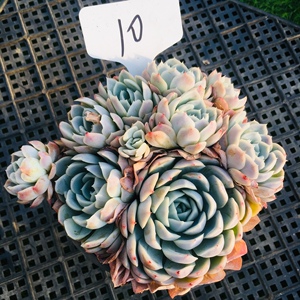 【一物一拍 】墨西哥雪球多肉植物老桩景天颗老桩全店满38包邮