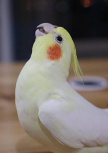 玄凤鹦鹉活体手养笼养黄化原始灰珍珠宠物鸟公母一对可繁殖会说话