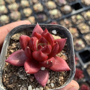 红灵魂暗纹杂交多肉植物老桩多肉室内肉肉状态肉肉精品控养包邮