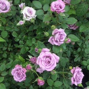 带花苞微月【紫精灵】月季花苗阳台盆栽紫色四季抗病性好开花勤