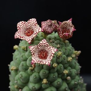 佛头玉仙人球精品稀有萌趣萝藦科开花奇特多肉仙人掌植物盆栽花卉