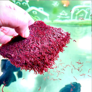 观赏鱼冷冻鱼食红虫小母虫鱼粮增体发色爆头(5斤)高蛋白好消化