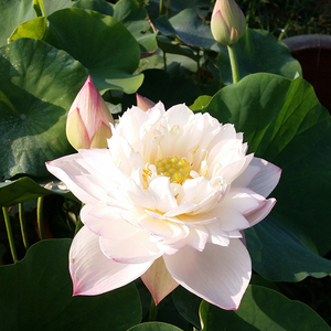 惊玉碗莲种藕裸根阳台楼顶庭院水生绿植盆栽荷花易活室内净化空气