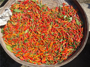 【小尖椒干辣椒】小尖椒干辣椒品牌,价格 - 阿里巴巴