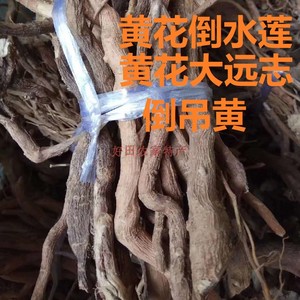 深山野生黄花参倒吊王黄花倒水莲大远志倒掉黄煲汤药材500g包邮