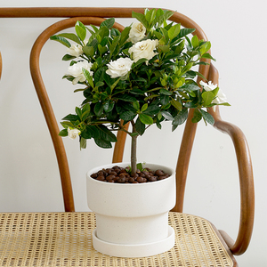 【春季开花】室内盆栽植物花卉栀子花棒棒糖独杆老桩花香满屋