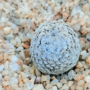 特价羽毛丸 开花自根仙人球掌防辐射易养美观多肉植物盆栽