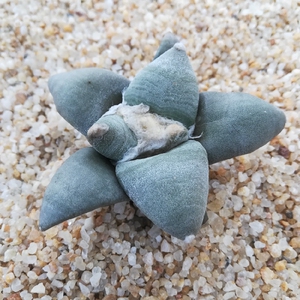 特价丸叶青瓷牡丹 萝卜根开花实生仙人球防辐射易养植物盆栽