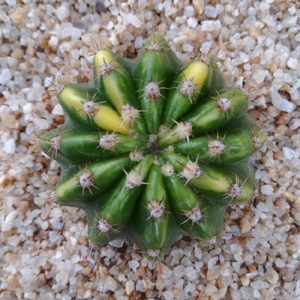 特价稀少大豪丸锦 开花自根仙人球防辐射易养美观植物盆栽