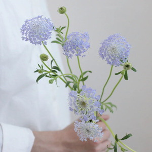 翠珠鲜花小众花材鲜切花水养插花室内办公室蕾丝花耐养花期长直发