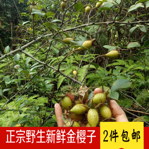 新鲜金樱子 现摘野生刺梨子金英糖罐 山石榴金樱果可泡药酒500克