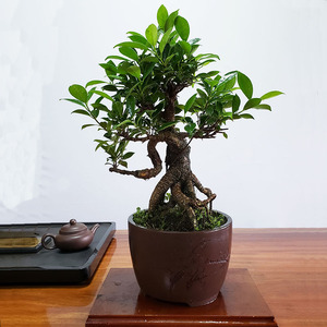 榕树盆景小树植物室内老桩客厅小叶气根虎皮岭南s造型庭院盆栽