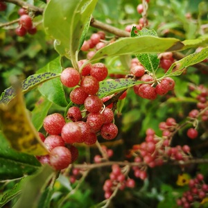 胡颓子羊奶果胡秃子木半夏小微型观果吃果新型盆景盆栽素材