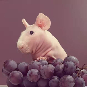 网红小河马宠物无毛豚鼠抖音活体无毛荷兰猪包邮人气款