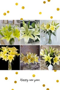 黄天霸香水百合鲜花云南基地直发家用昆明水养插花花束清新大花朵