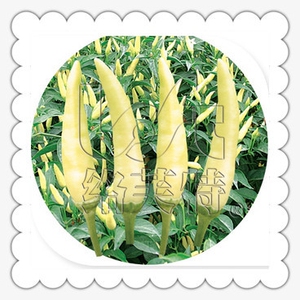 白乐天/中熟单生白色朝天椒种子抗病 小米辣种子蔬菜种子1000粒