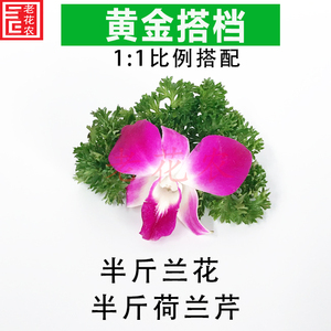 新鲜 洋兰花 泰国 杨兰花 荷兰芹 法香 蕃茜 反西 酒店餐饮摆盘花