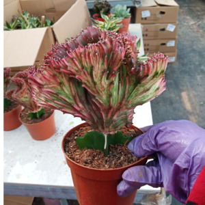 多肉植物彩色麒麟玉麒麟盆栽紫色麒麟绿植防辐射吸甲醛花卉