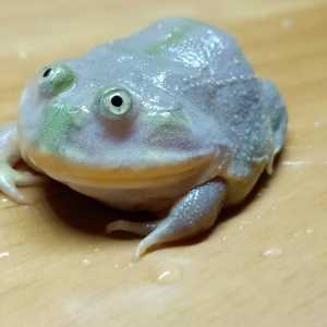 小丑蛙宠物活体大丑蛙吼叫蛙猫眼珍珠蛙青蛙珍珠蛙萌宠角蛙树蛙爬