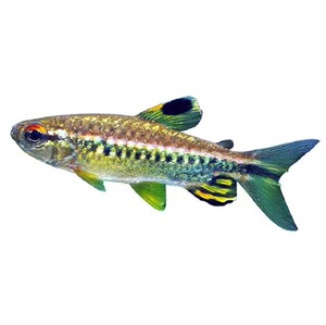 癫子商务淘宝红眼绿平克鱼 非洲尼日利亚霓虹热带灯鱼草缸群游红翅