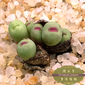 肉锥小红嘴 多肉植物1.5年p嘴大小型sub种易群生 番杏绿植盆栽