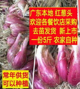 红葱头新鲜小香葱头火葱头种植做调料广东惠州农家直销1份5斤包邮