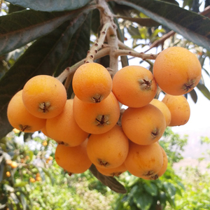 小枇杷果新鲜酸甜孕妇水果四川野生土琵琶当季整箱3斤非米易云霄