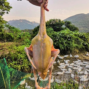 闽南正宗土鸭农家散养红脸白番鸭子三年老鸭肉整只新鲜现杀发顺丰