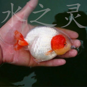 观赏鱼兰寿金鱼活体精品红白重墨樱花寿淡冷水小鱼苗水族宠物包活