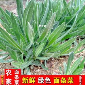 2018面条菜新鲜现挖野生有机3斤农家柳叶菜天然野菜