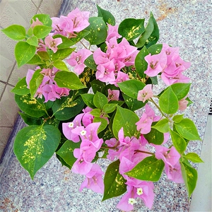 洒金粉三角梅 淡嫩粉色洒金叶巴西三角梅丰花四季开花可爬藤花卉