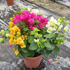 三色三角梅,多色组合盆栽花卉,四季开花耐热庭院丰花植物