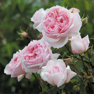 粉威基伍德粉伍德月季玫瑰欧月进口品种盆栽地栽花苗可爬藤可灌木