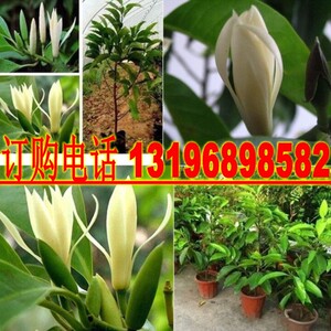 黄角兰种子/黄桷兰种子/黄果兰树种/木兰种子/白兰花种子缅桂树种