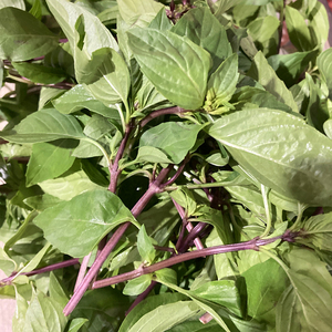 冬阴功汤料tomyumgoong新鲜罗勒叶九层塔basil西餐香料金不换红