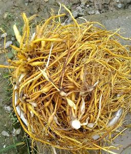 新鲜野生 现挖黄花菜根 金针根 萱草根 500克