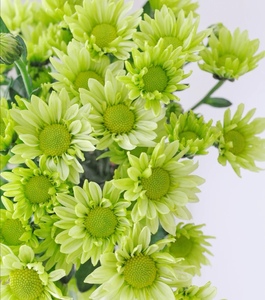 花不奢绿精灵小雏菊瑞白小雏菊鲜花白绿系凯蒂白绿粉系混色小菊