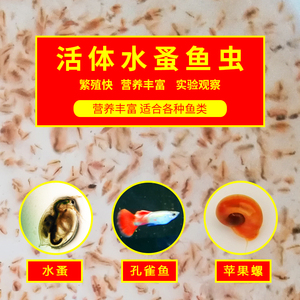 水蚤活体繁殖心跳实验圆水蚤大型蚤鱼虫水蚤种蹦蹦虫养殖培养包邮