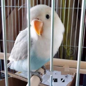 碧云天桃15-25天左右雏鸟亲人鸟幼鸟手养鸟牡丹鹦鹉鸟活体包邮