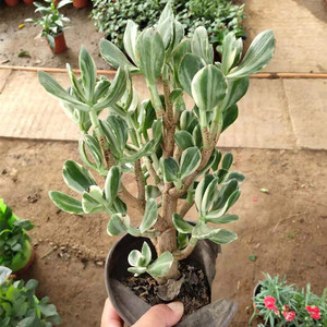 三色花月老桩花月锦多肉植物玉树锦一物一拍精品千千多肉类植物