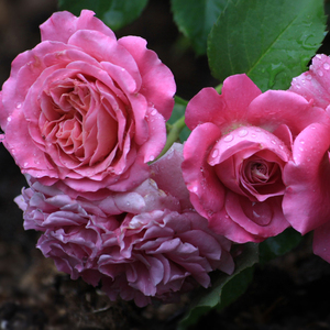 月季 艾格尼丝  v9方盆 v16方盆中苗2加仑大苗