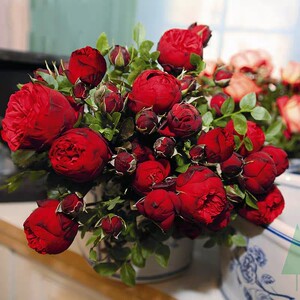 红钢琴月季花盆栽