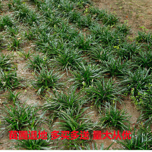 日本矮生麦冬草苗玉龙草沿街草南北种植庭院植物公园小区常青绿化
