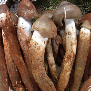 四川新鲜野生鸡枞菌伞把菇火把鸡纵菌荔枝菇四川特产500g顺丰