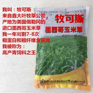 墨西哥玉米草种进口蚂蚱羊草牛草种子刈割次数多高产草籽四季牧草