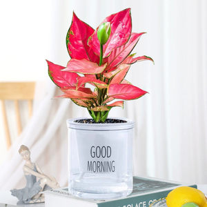 万年红吉利红如意皇后盆栽水培植物办公室内客厅办公室花卉绿植