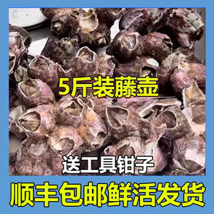 野生藤壶鲜活海鲜贝壳特大超大雀嘴藤壶新鲜曲嘴火山口藤壶5斤装
