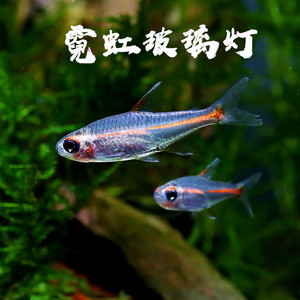 玻璃霓虹灯鱼灯科鱼小型热带鱼苗观赏鱼群草缸游鱼活体红灯管鱼