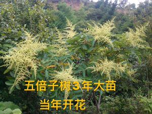 五倍子树大苗 五倍子树苗 盐肤木树苗 蜜源植物 蜜源树苗